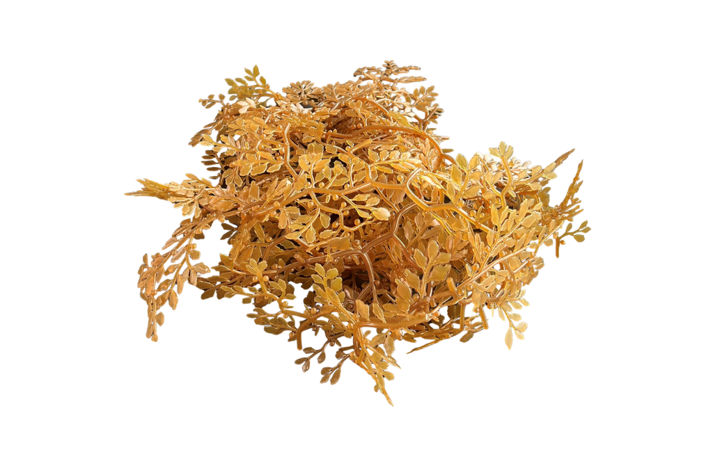 Sargassum