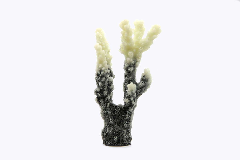 Artificial Acropora SP