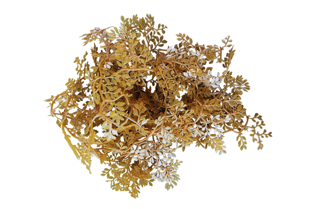 Sargassum