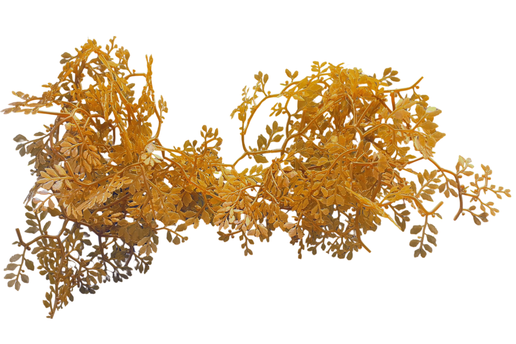 Sargassum