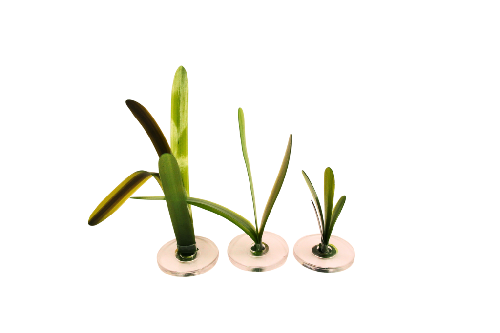 Vallisneria Gigantea small mix