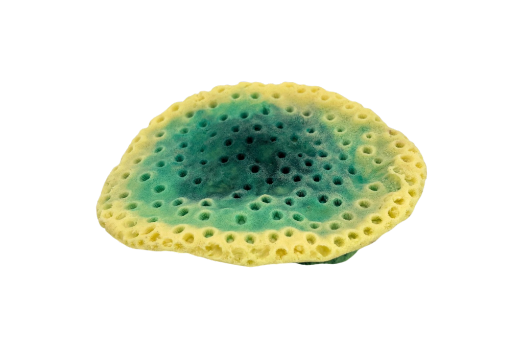 Tubinaria Mesenterina