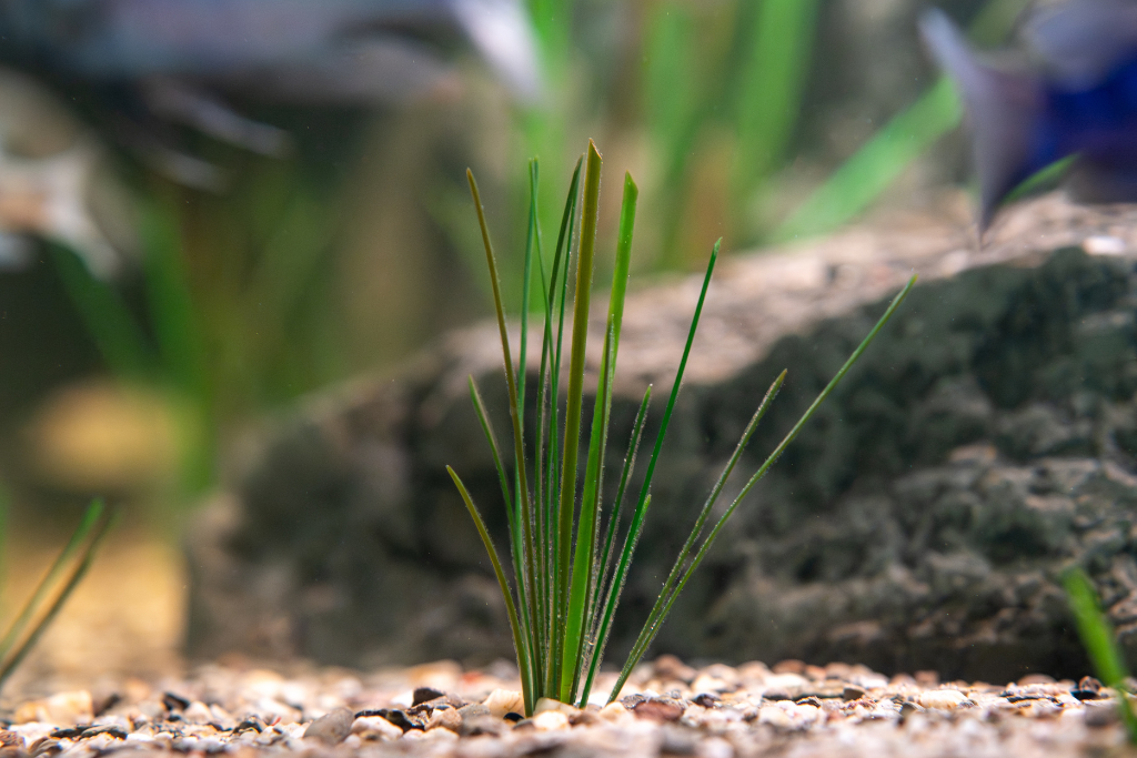 Artificial eelgrass
