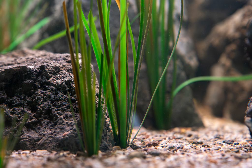 Artificial eelgrass