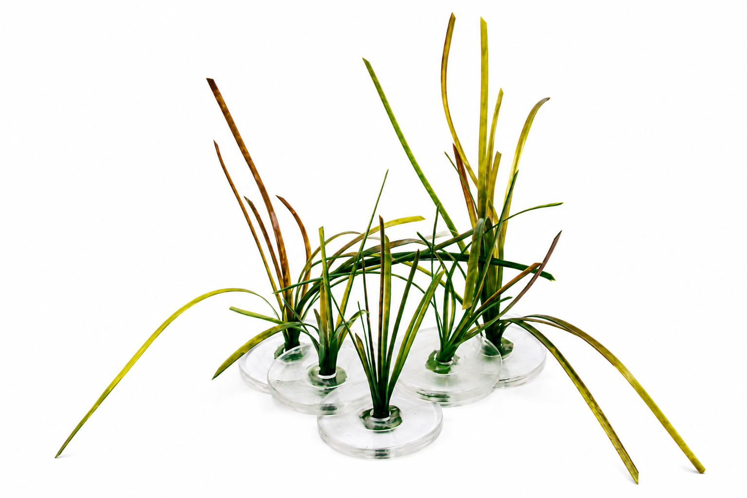 Artificial surfgrass mix