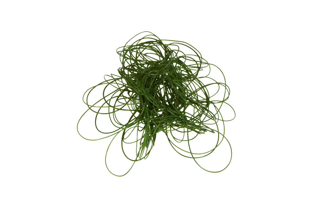 Chaetomorpha Linum (spaghetti algae)