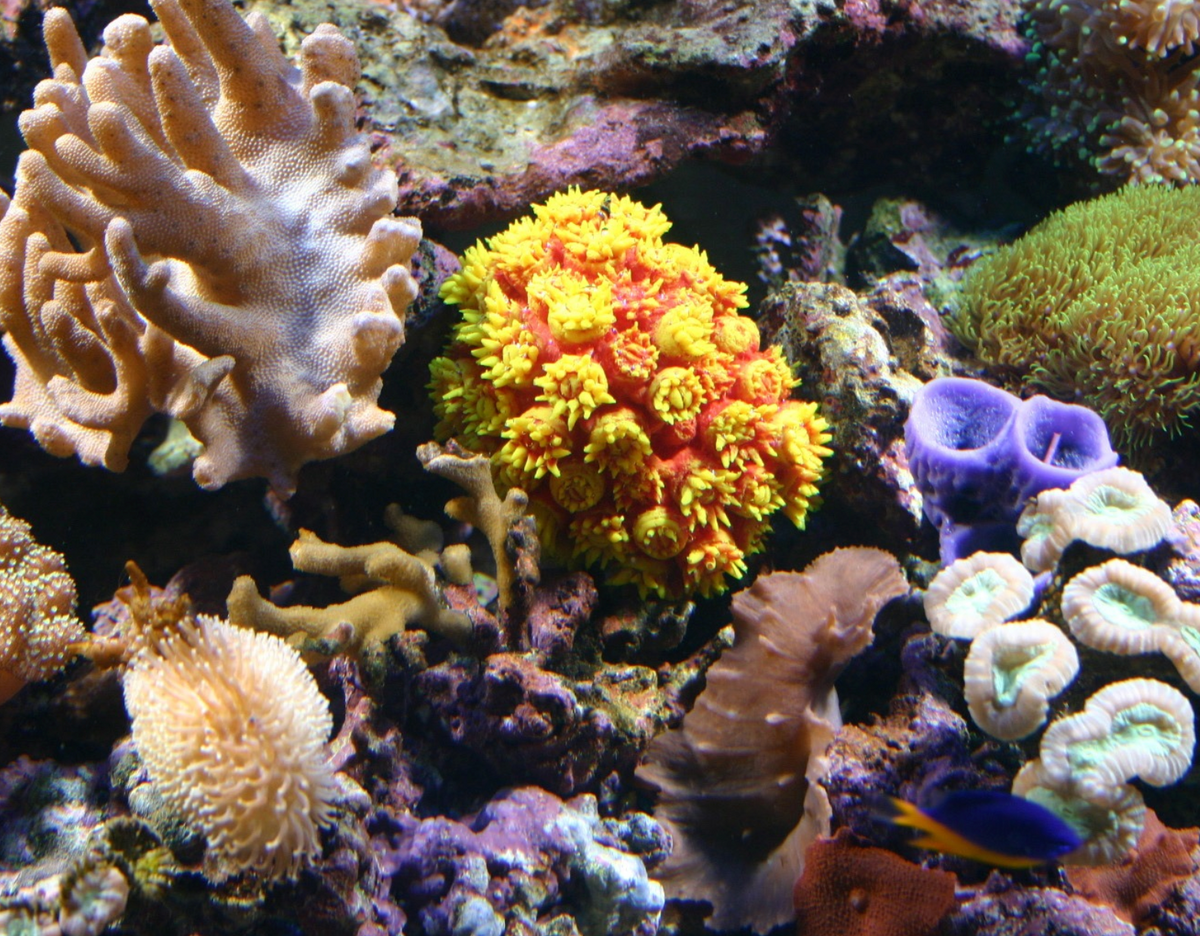 Corals artificial