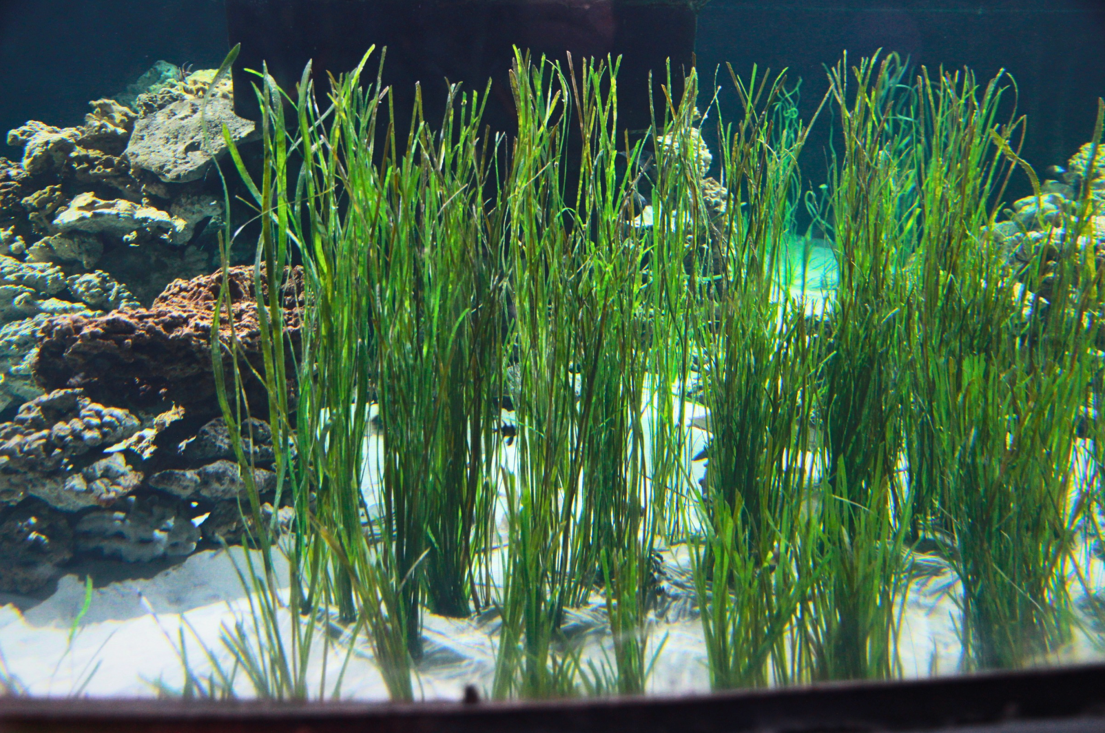 Artificial eelgrass