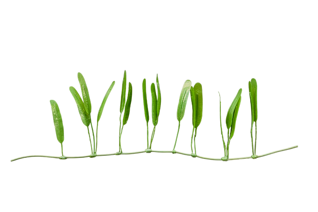 Halophila Stipulacea (Rhizome)