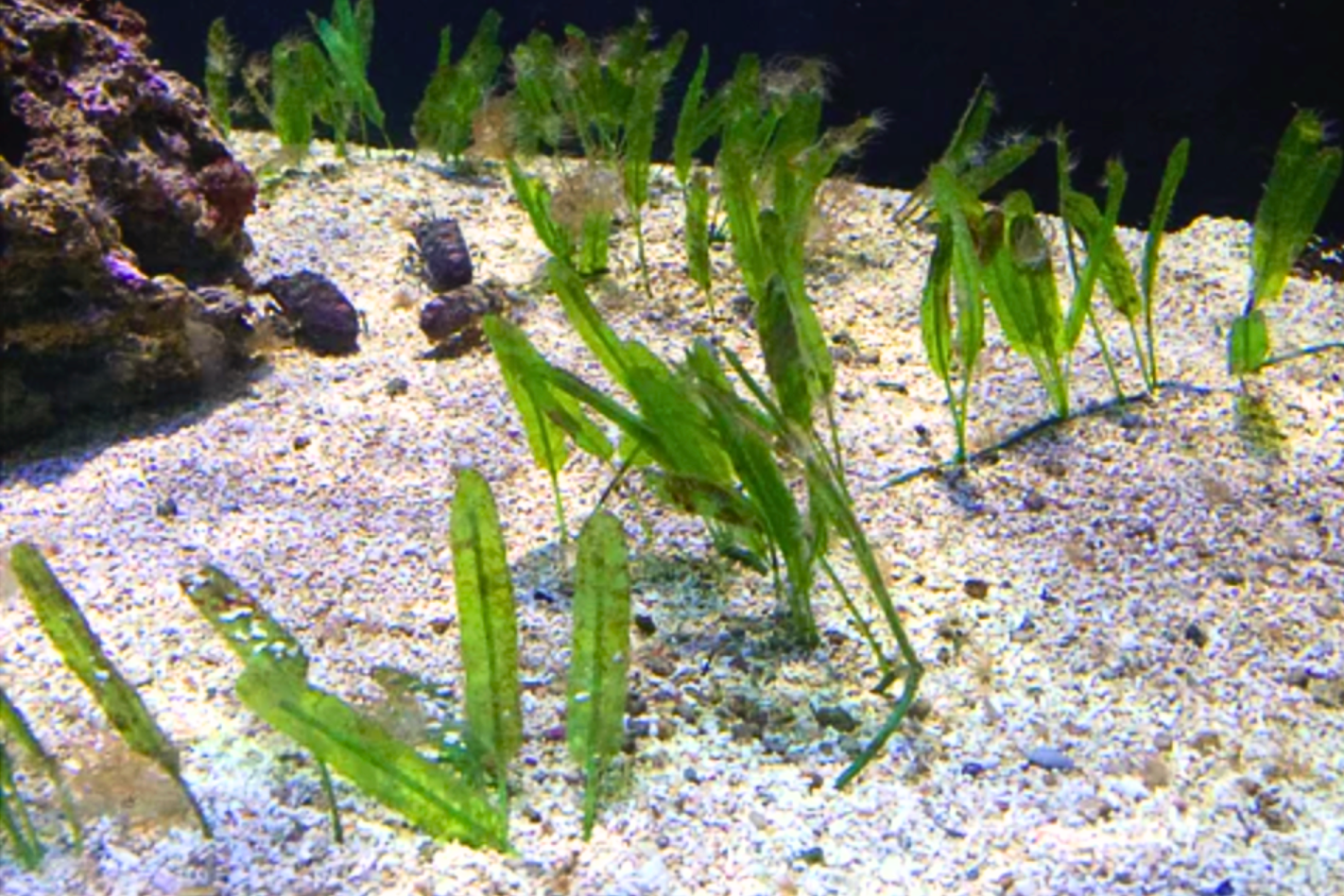 Halophila Stipulacea (Rhizome)