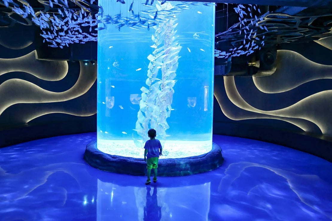 Giant sea kelp in Jakarta