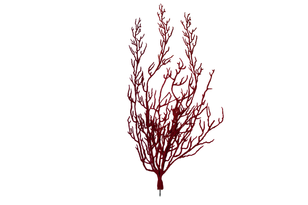 Lophogorgia Ceratophyta