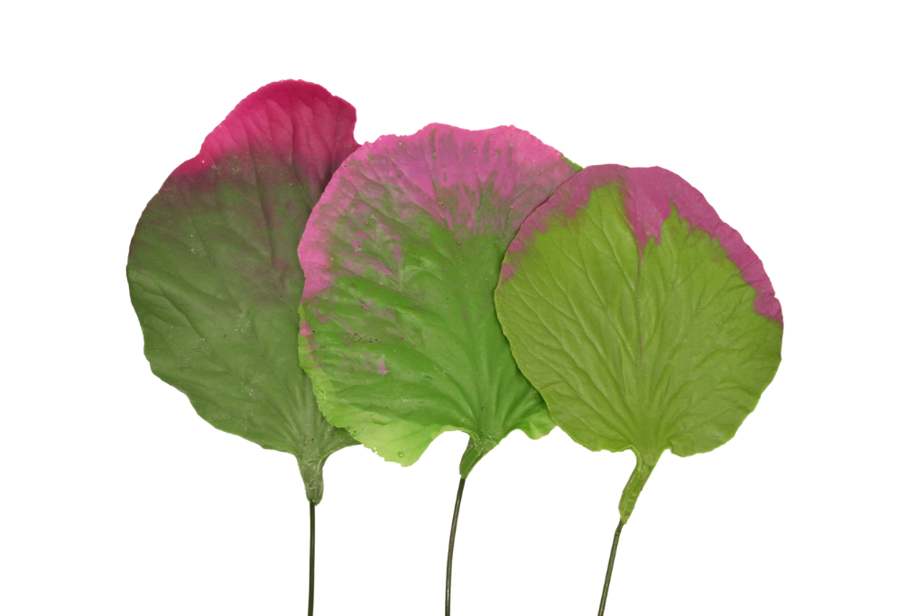 Nymphaea Nouchali,
