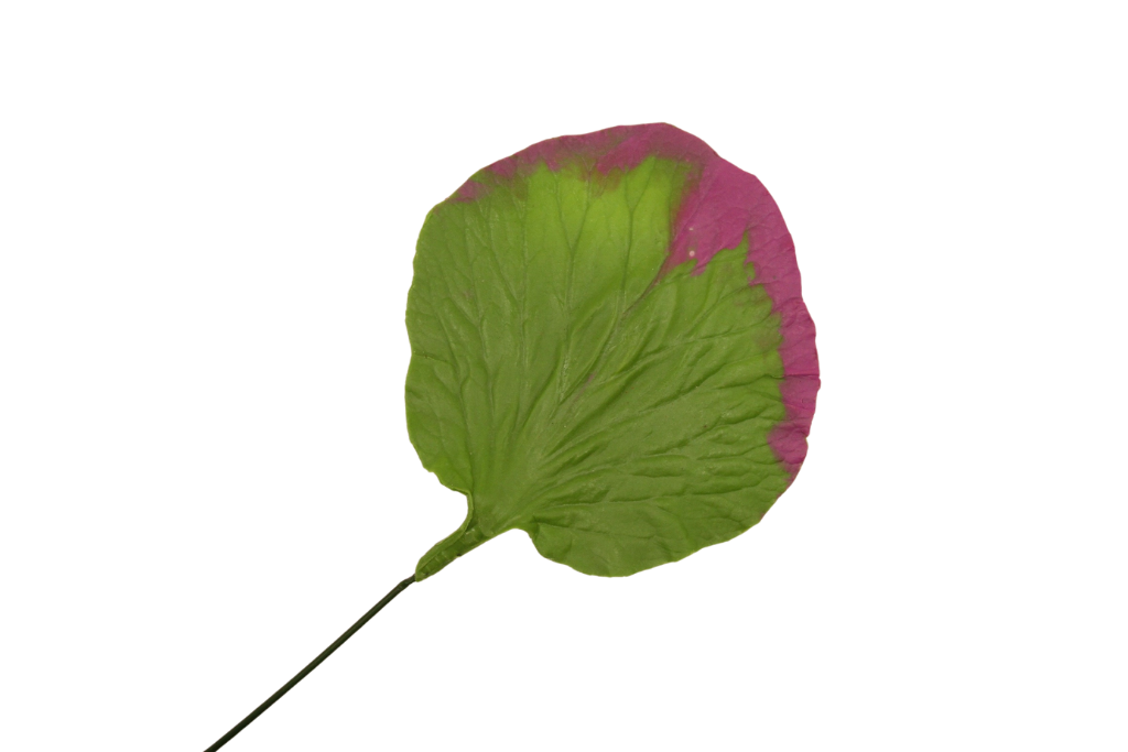 Nymphaea Nouchali