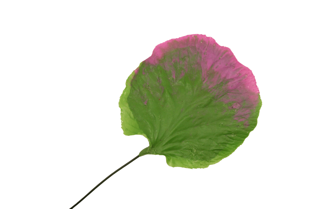 Nymphaea Nouchali
