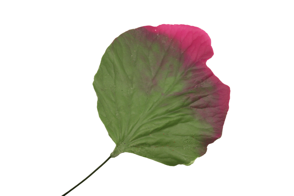 Nymphaea Nouchali
