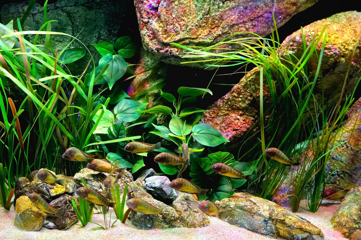 Artificial plants