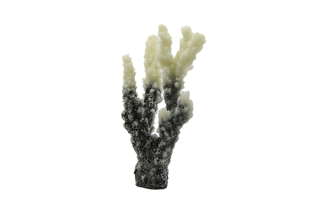 Artificial Acropora SP