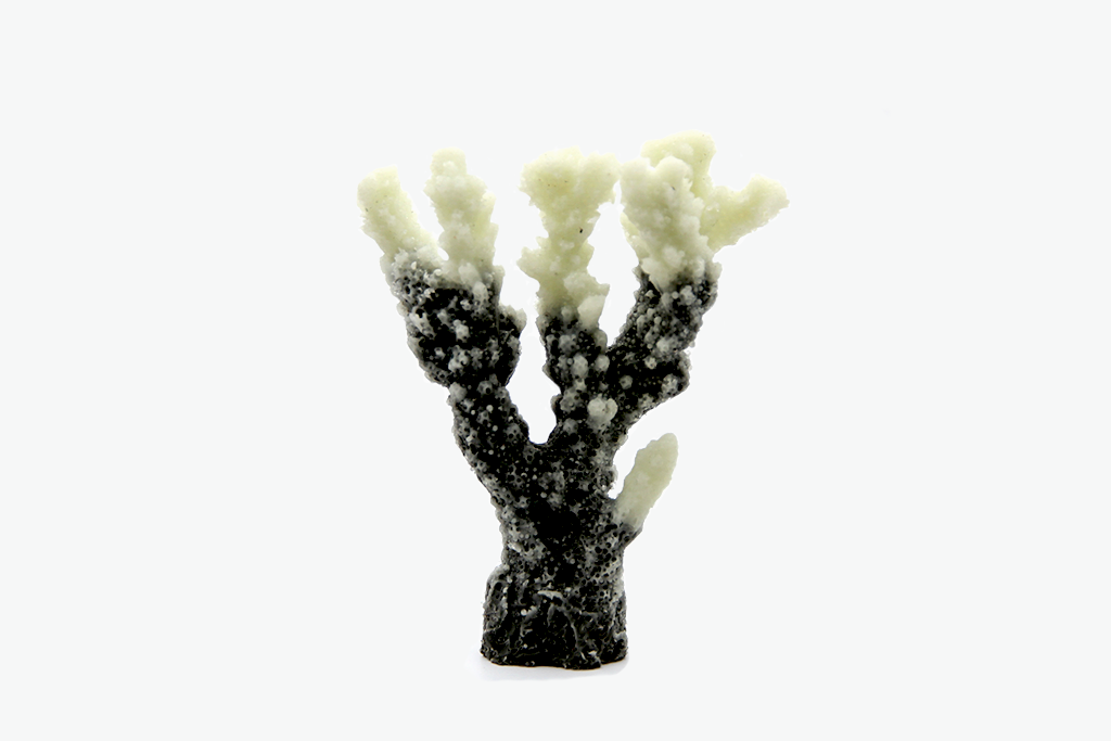 Artificial Acropora SP