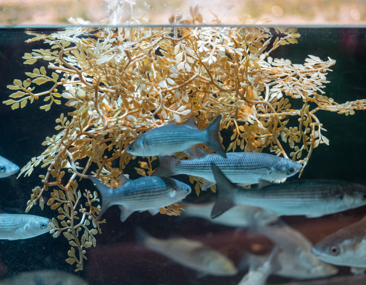 Sargassum artificial