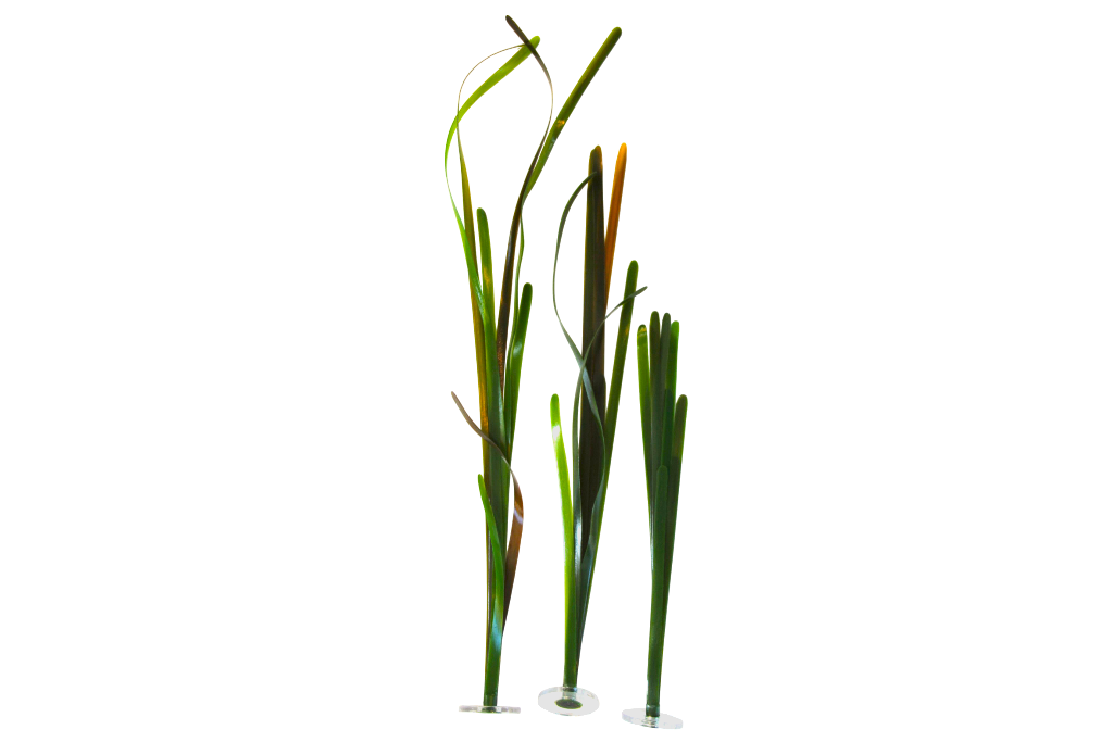 Posidonia - Vallisneria