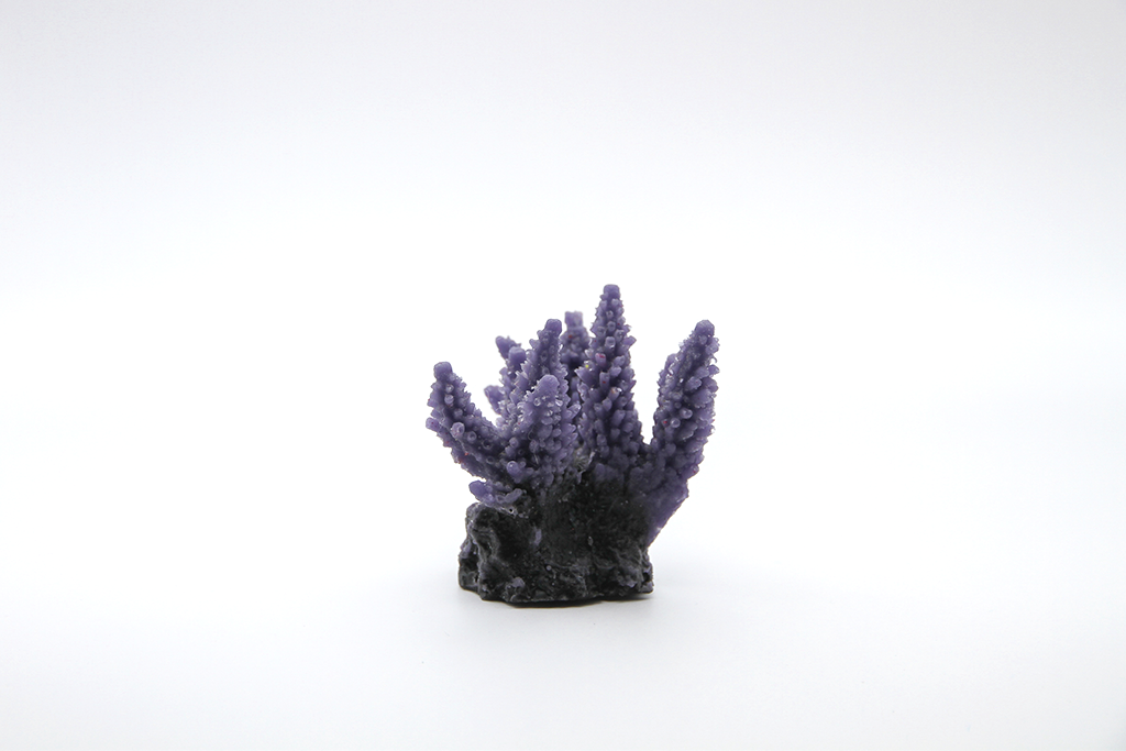 Artificial Acropora Secale