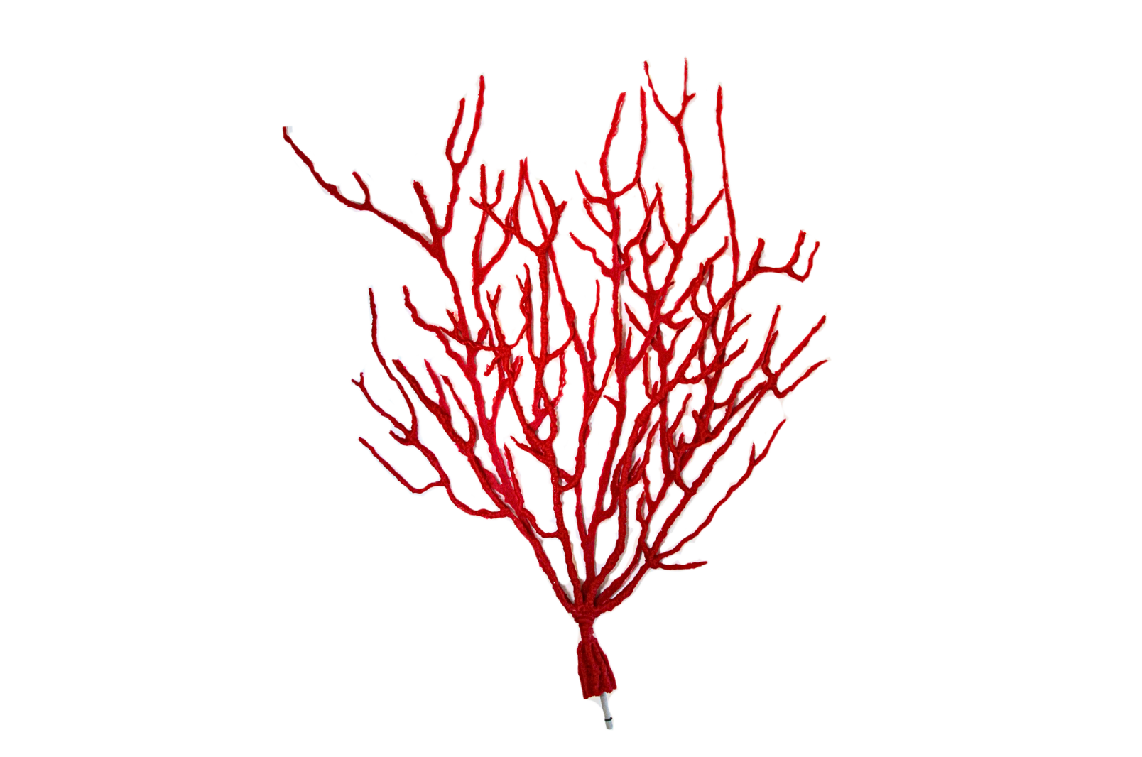 Lophogorgia Cetrathyta (6445)