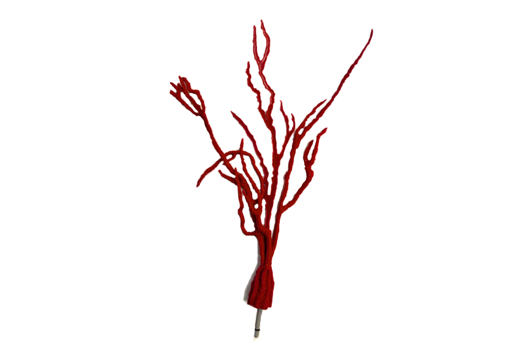 Lophogorgia Ceratophyta (6420)