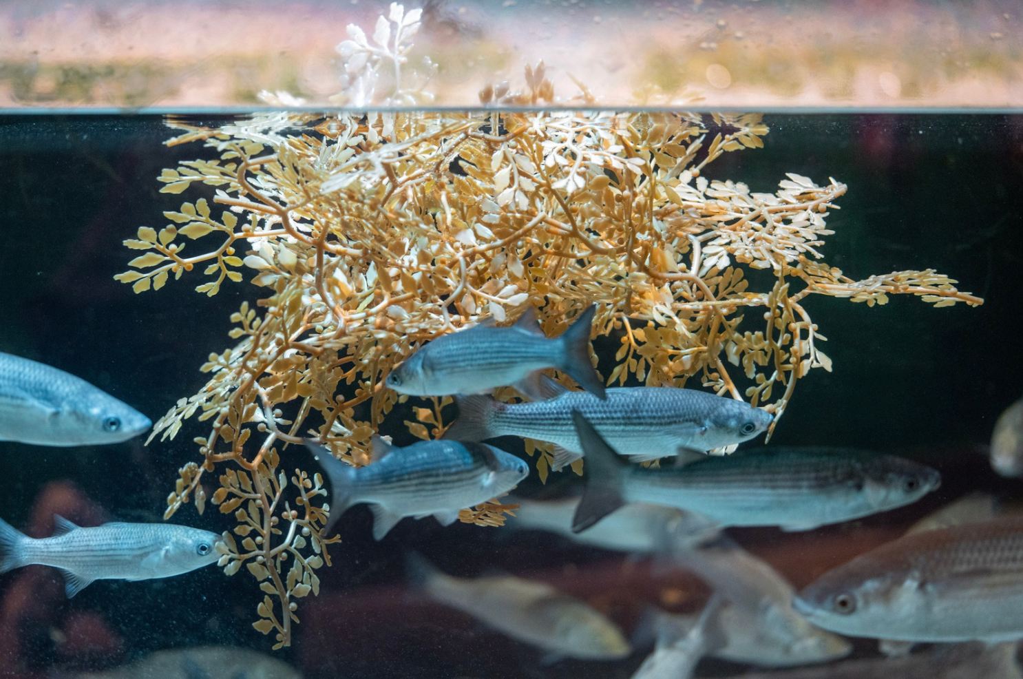 Sargassum