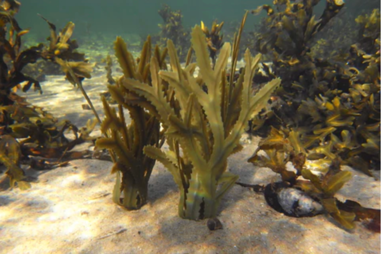 Fucus Serratus