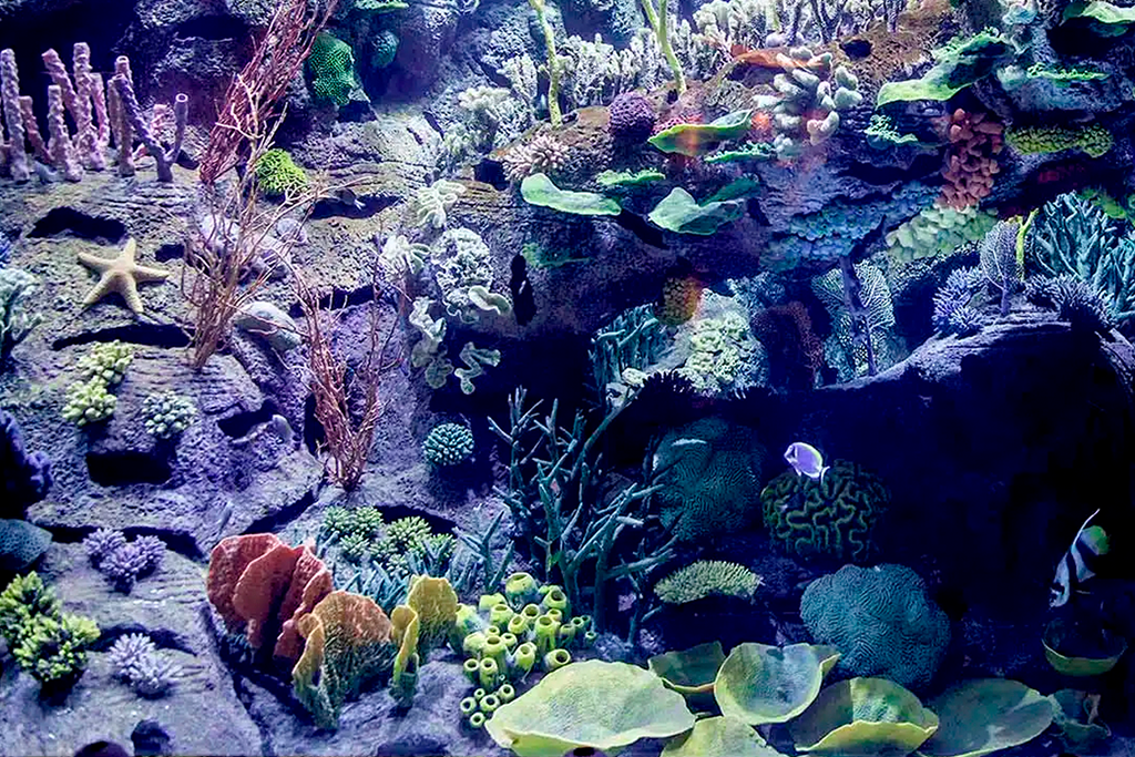 Artificial staghorn in aquarium