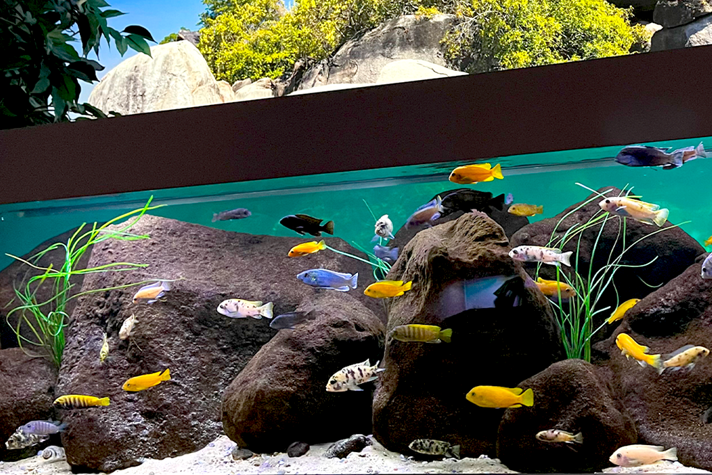 Artificial Surfgrass in aquarium