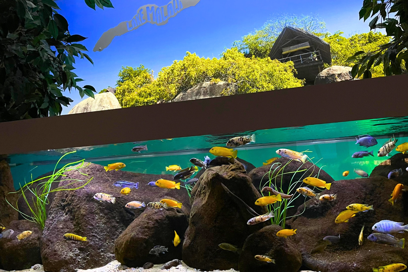 Surfgrass Malawi tank