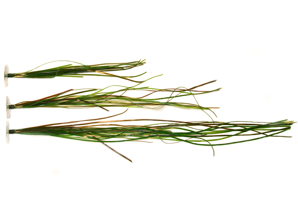 Artificial Surfgrass