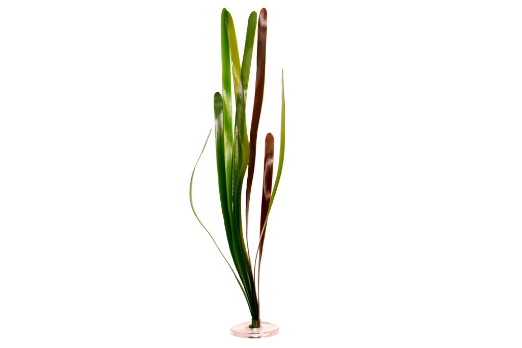 Vallisneria Natans