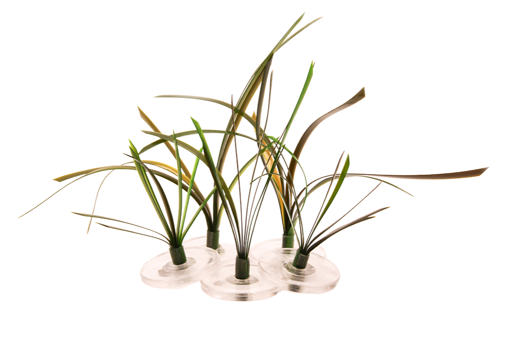 Eelgrass Small Mix