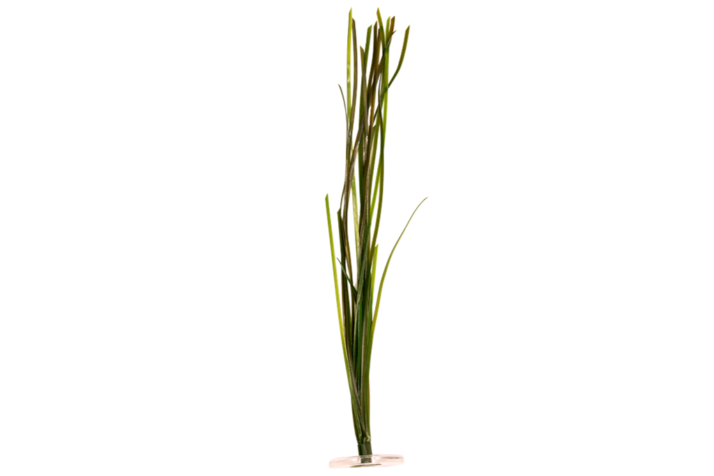 Surfgrass