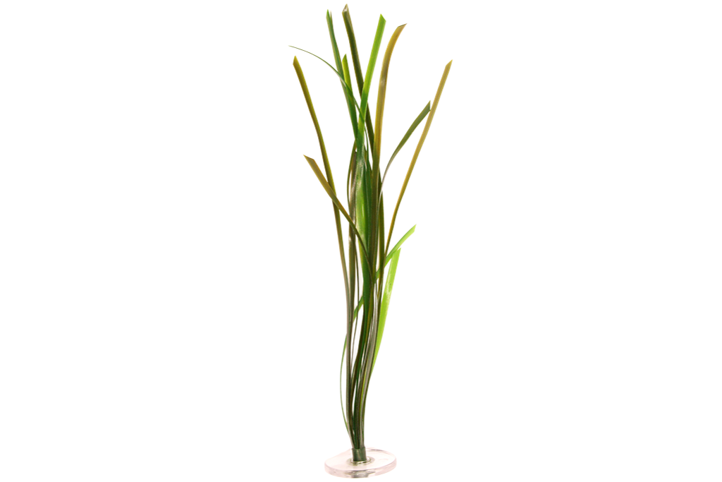 Eelgrass