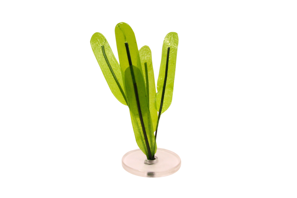 Halophila Stipulacea