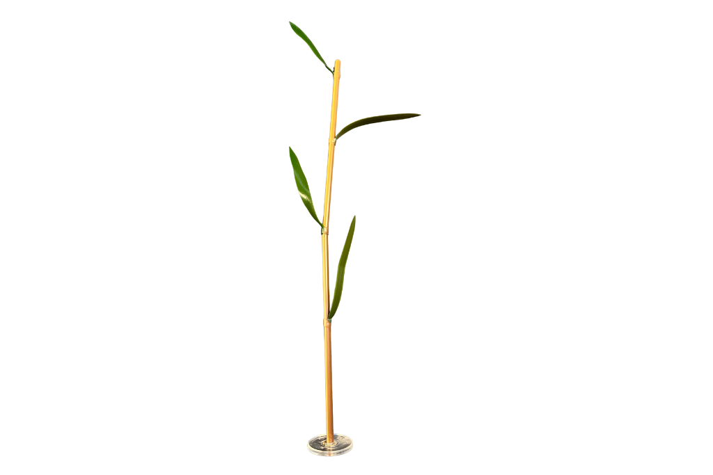 Phragmites Australis