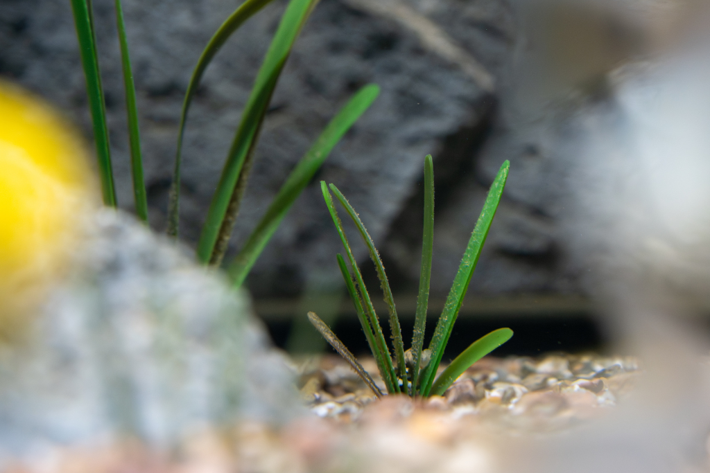 Vallisneria natans (americana)