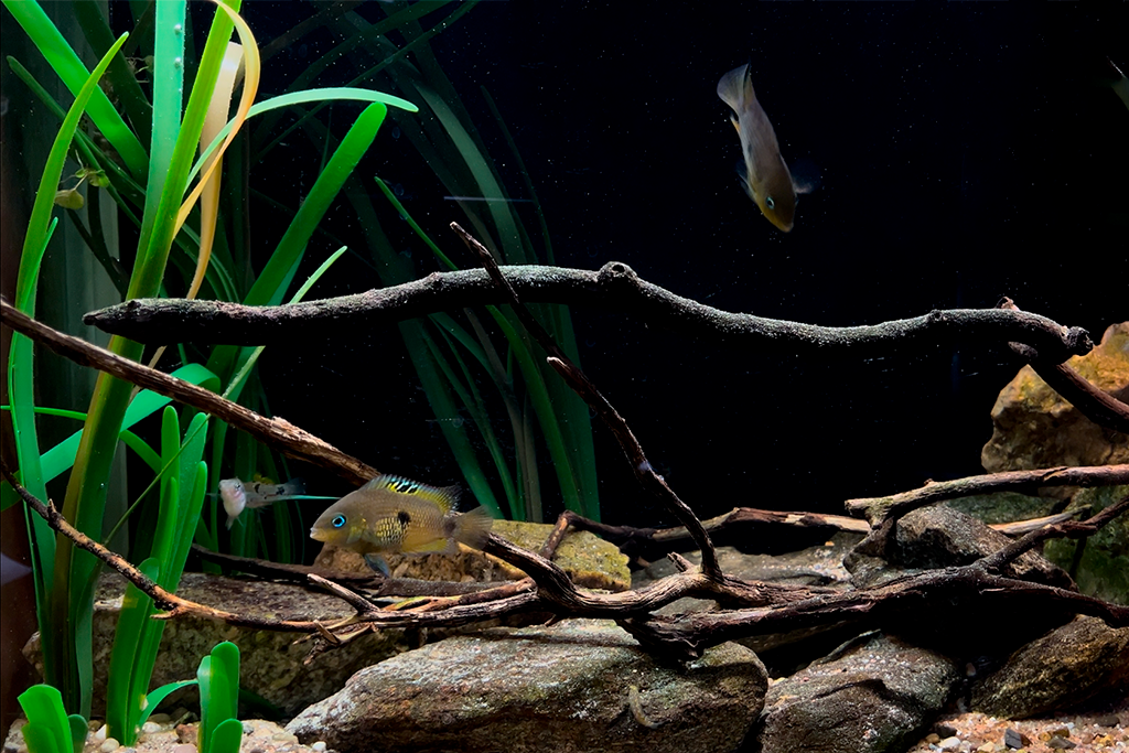 Artificial kelp in aquarium with branches