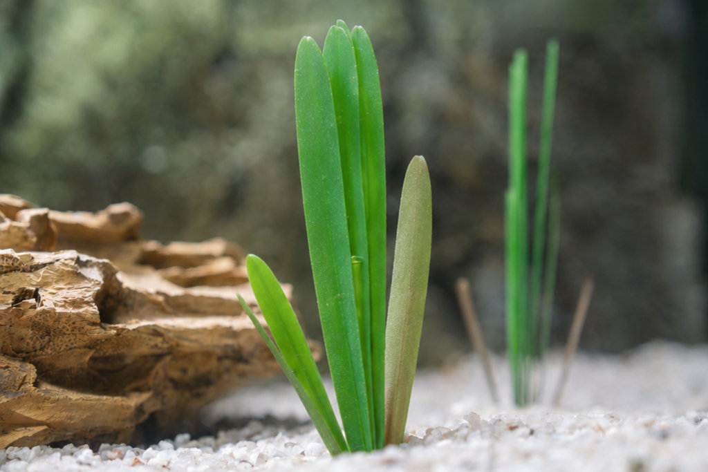 artificial Vallisneria Gigantea