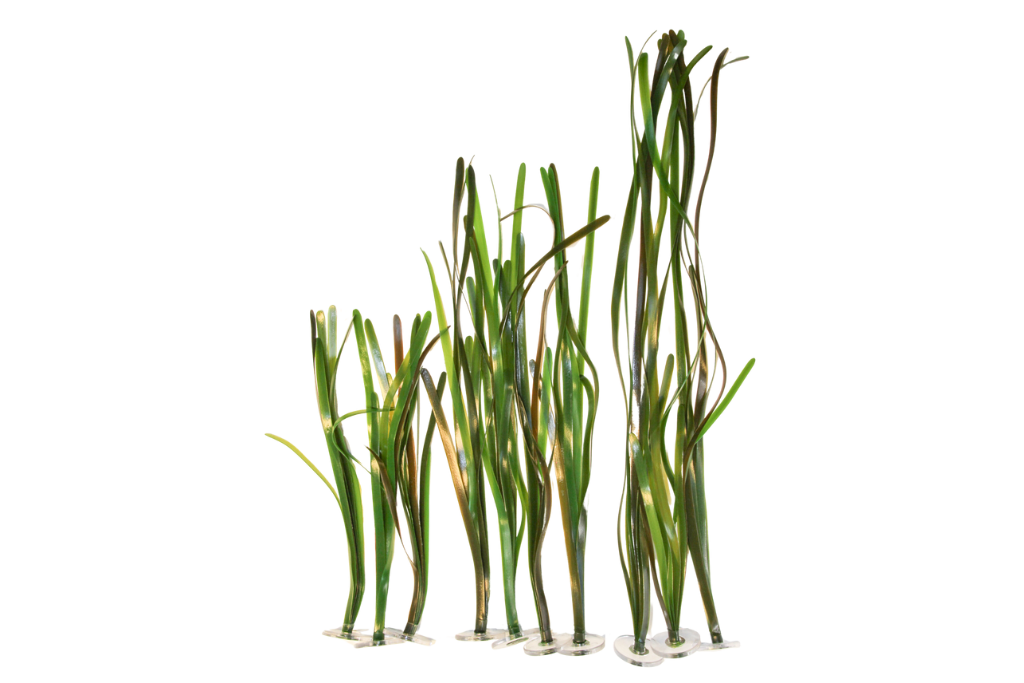 Vallisneria Natans
