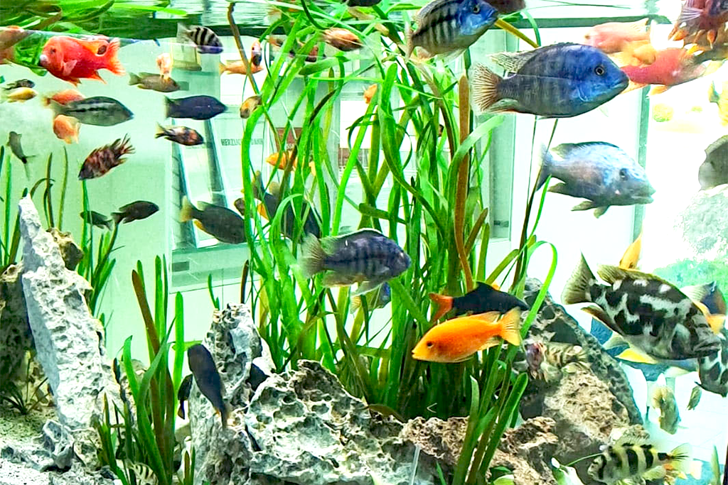 Artificial Vallisneria with cichlids