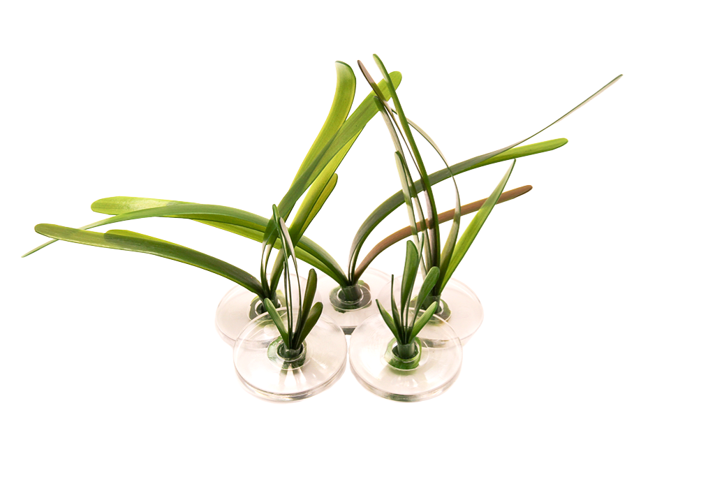 Vallisneria Natans mix