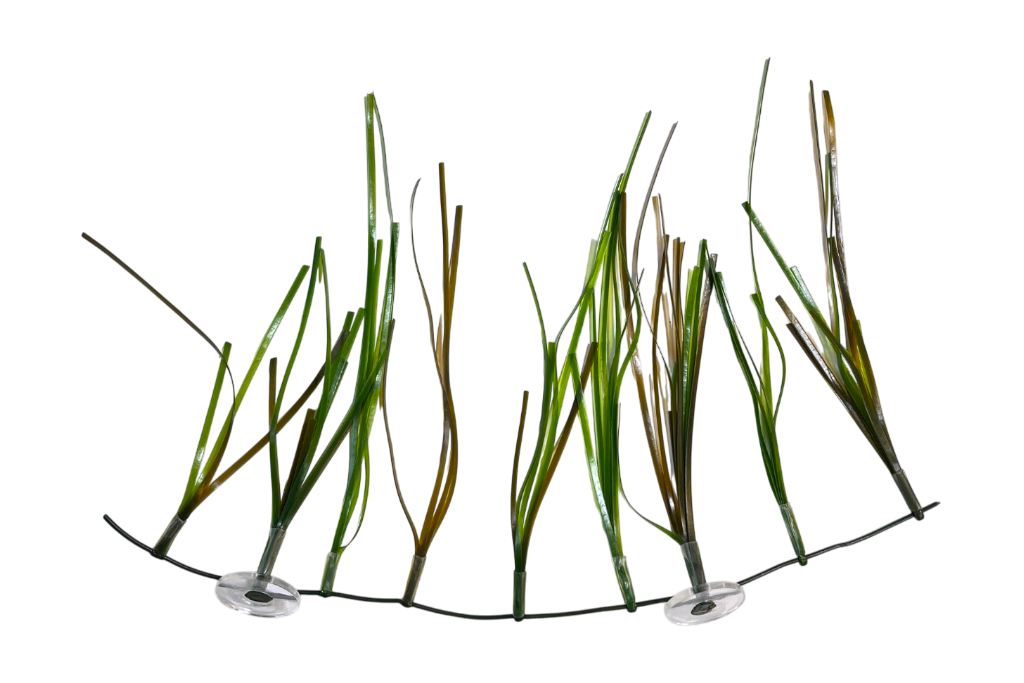 Cymodocea (Rhizome)