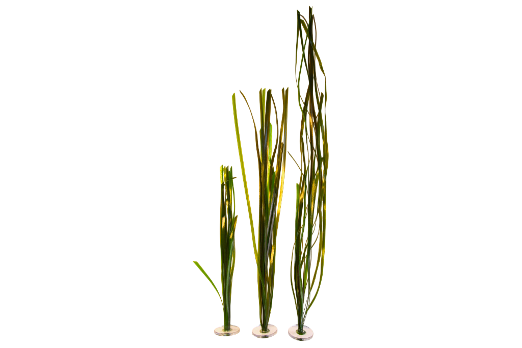 Eelgrass