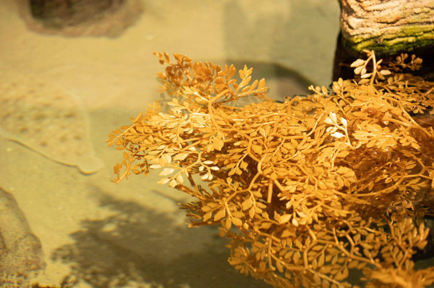 Sargassum