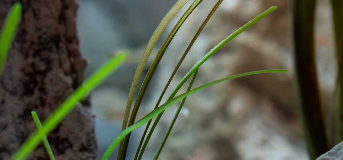 Vallisneria artifical plant
